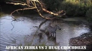 Два ГИГАНТСКИХ КРОКОДИЛА🐊🐊 РАЗРЫВАЮТ африканских ЗЕБР 🦓