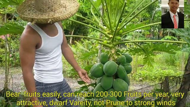 RED LADY PAPAYA VS RED ROYALE Papaya Farming Comparison