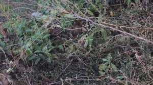 #Pigeons.Лёт и бой армянских бойных голубей.