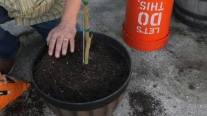 How to Grow CITRUS in Containers, Step by Step || Black Gumbo