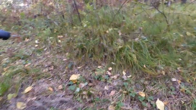 [Опята] Осенняя прогулка по лесу.