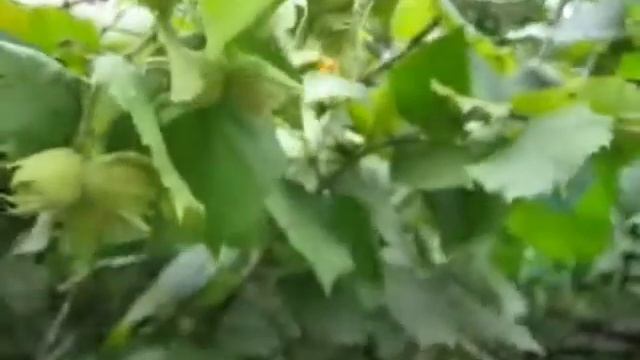 Как растёт фундук/ Природа кубани