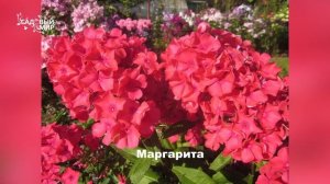 20 лучших флоксов для вашего сада