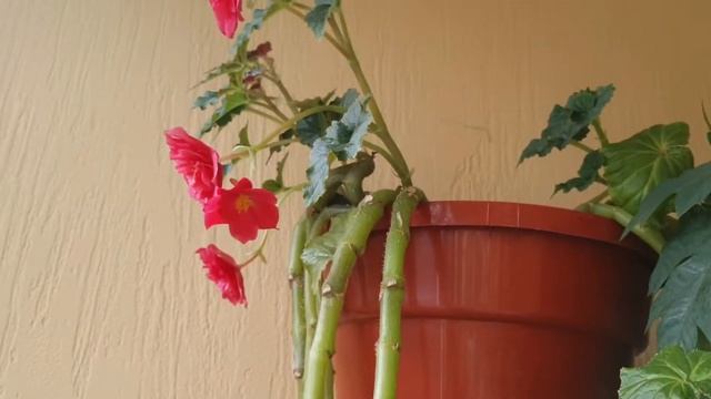 Горшечный садик /Открываю сезон покупок ?