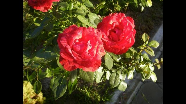 Розы на даче летом 2020 смотреть онлайн