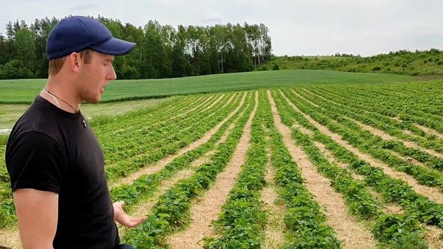Збір Полуниці 2022 /Як відбувається збір полуниці/Праця в Польщі/ Робота на Полі/ Клубника /