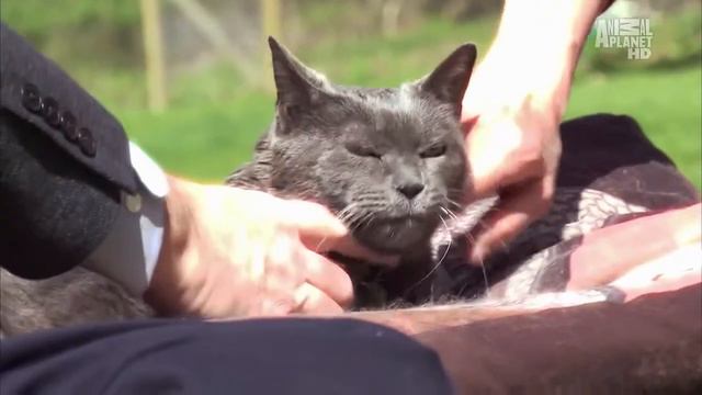 Британская короткошерстная кошка смотреть онлайн