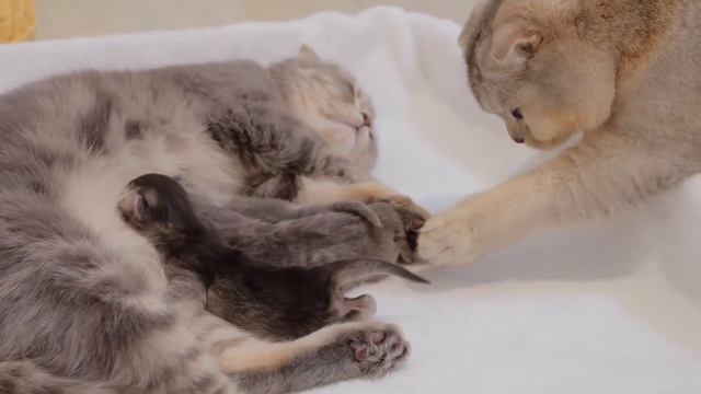 Here's how the big brother cat reacted when he met the kitten for the first time. смотреть онлайн