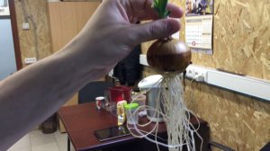 Зачем лук в аквариуме?