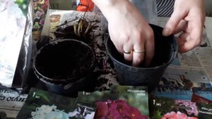 Флоксы многолетние видеообзор