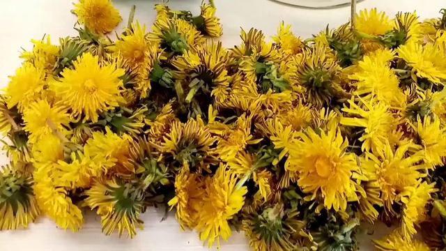 Готовим квас и масло из цветков одуванчика смотреть онлайн