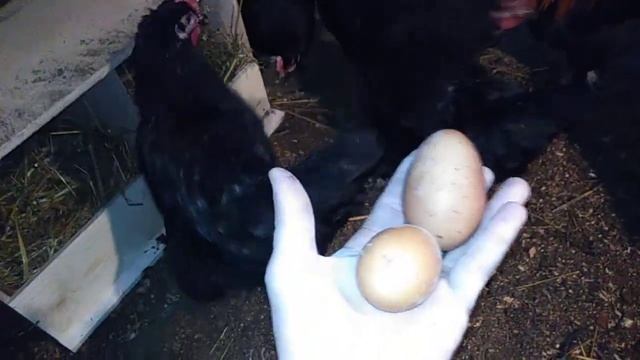 Куры маран, новое гнездо и очень большое яйцо. #куры#маран#деревнябеларусь#Belarus смотреть онлайн