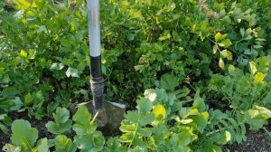 Выращивание дайкона