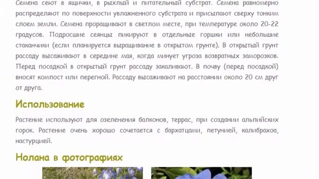 Нолана Красивые цветы для дома и сада смотреть онлайн