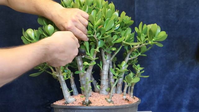 Crassula ovata padure proiect bonsai Ep.3 Tăiere de formare смотреть онлайн