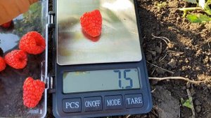 Малина «Каскад делайт» (Cascade Deligh) . Сбор урожая. Контрольное взвешивание ягоды.