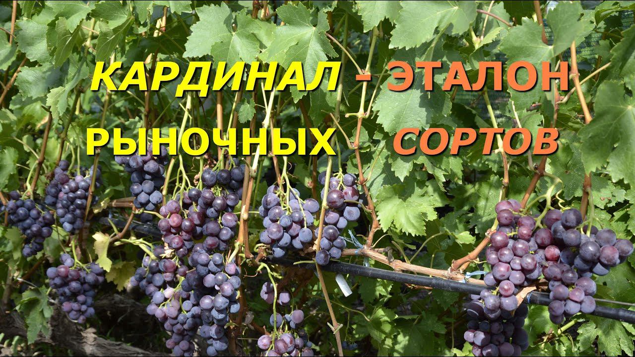 КАРДИНАЛ - ЭТАЛОН РЫНОЧНЫХ СОРТОВ ВИНОГРАДА смотреть онлайн
