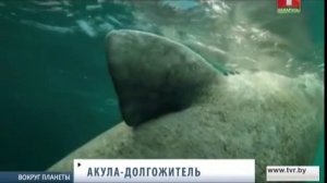 Самые интересные факты об акулах-долгожителях. Вокруг планеты