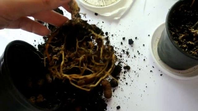 Пересадка ДРАЦЕНЫ Dracaena