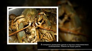 Раковый бизнес: как разводить раков
