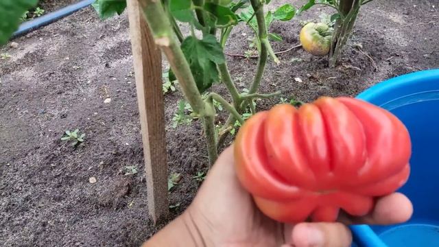 Первые дивиденды.Томаты спеют.Буря прошлась по цветам смотреть онлайн