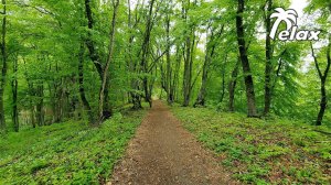 Spring Forest Ambience - Nature Sounds, Birds Singing, Relaxing 10 Hours