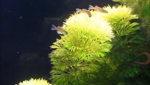 Псевдомугил Гертруды