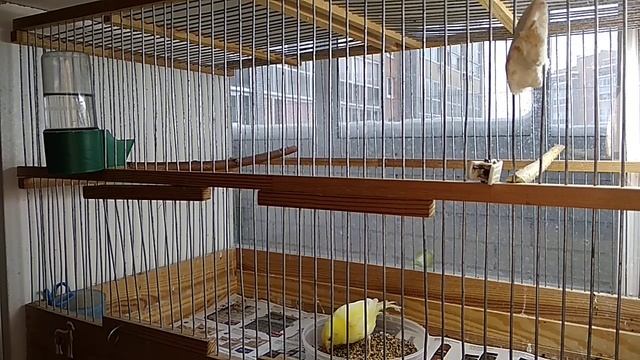 Как стимулировать птиц к гнездованию. смотреть онлайн