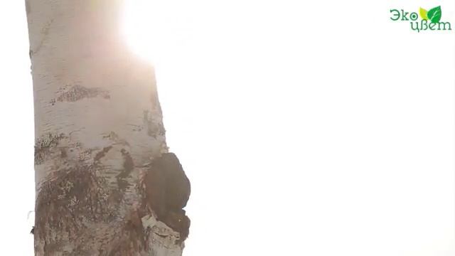 Чага - что это? смотреть онлайн