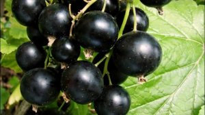 ЧУДО ЯГОДА - черная смородина.Полезные свойства.