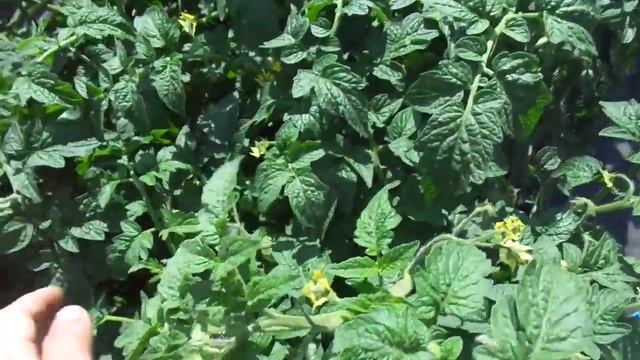 ГРЯДКА - "ЛЕНИВКА". ГЛАВНОЕ - ВОВРЕМЯ ЗАВАЛИТЬ ТОМАТЫ! Ольга Чернова. смотреть онлайн