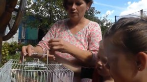 ПЕРЕПЕЛ ФЕНИКС. Обзор птицы на ферме  Хозяйство ЛПХ СВОИ ПЕРЕПЕЛА