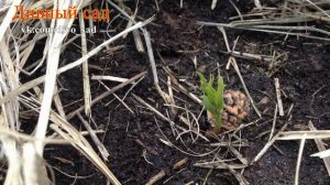 Персик Хасанский (первые всходы и наблюдения.)