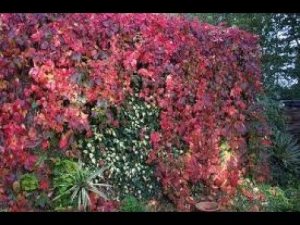 ДЕВИЧИЙ ВИНОГРАД В ЛАНДШАФТНОМ ДИЗАЙНЕ