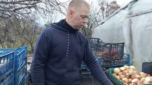 Супер способ выращивания лука на перо