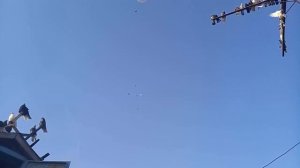 Николаевские голуби Сартана разминка "дисбата"