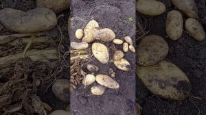 Белый лапоть (Барс), отличный сорт картофеля!