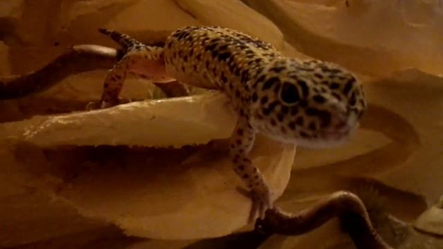 Мой умник - полный ручной) Эублефар смотреть онлайн