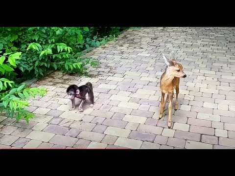 Люся и Мила на прогулке! Люська СКАНДАЛИТ, Мила ВЕСЕЛИТСЯ!