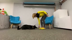 Как научить собаку ждать по команде сидеть и лежать?