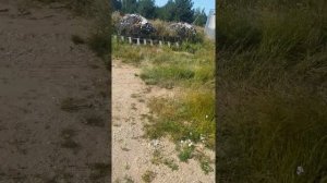 Подробно обработка от ос и шершней