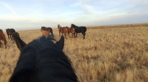 Самый красивый вид. Табун лошадей в галопе.