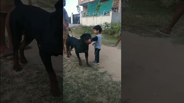 A little boy playing with Agressive Rottweilor free dog  stud  by pets zoo