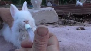 Вскармливание кролика коровьим молоком