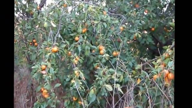 Алыча желтая смотреть онлайн