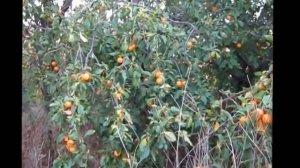 Алыча желтая