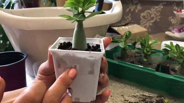 АДЕНИУМ СЕЯНЦЫ ПЕРЕСАДКА ПЛЮС ОТЧЕТ АДЕНИУМ ФОРМИРУЕМ КОРНИ ЧАСТЬ 3 /ADENIUM FORMED THE ROOTS PART смотреть онлайн