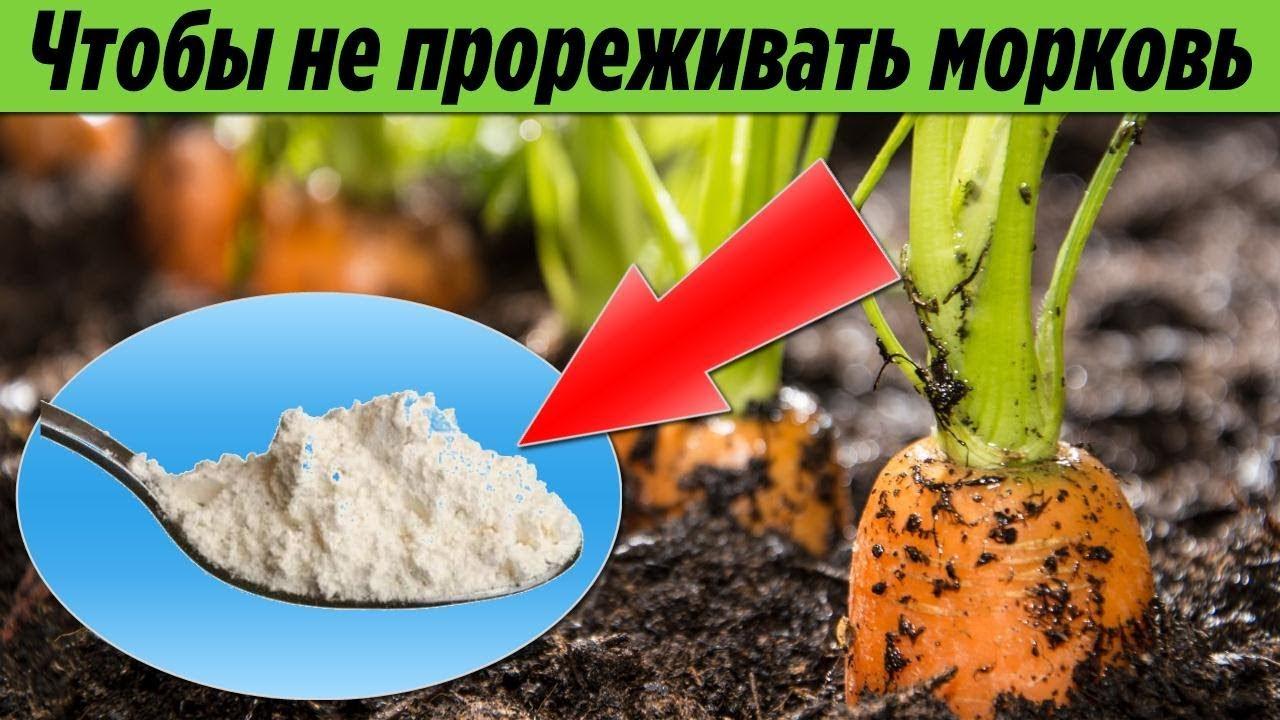 Теперь Морковь можно не прореживать! Очень интересный способ посадки моркови в открытый грунт