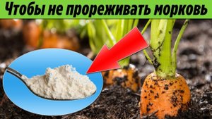 Теперь Морковь можно не прореживать! Очень интересный способ посадки моркови в открытый грунт
