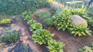 Цветник вдоль дорожки в деревне. Клумба вдоль забора. Семья в деревне